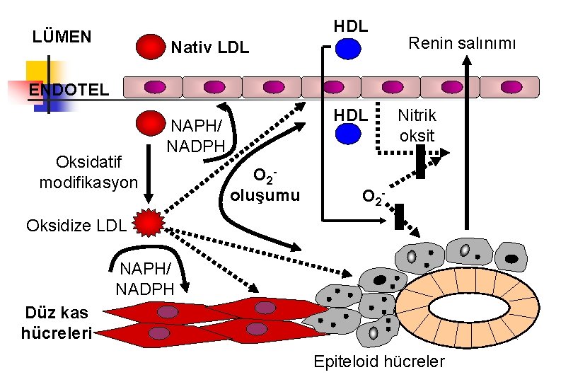 HDL LÜMEN Nativ LDL Renin salınımı ENDOTEL Oksidatif modifikasyon HDL NAPH/ NADPH O 2