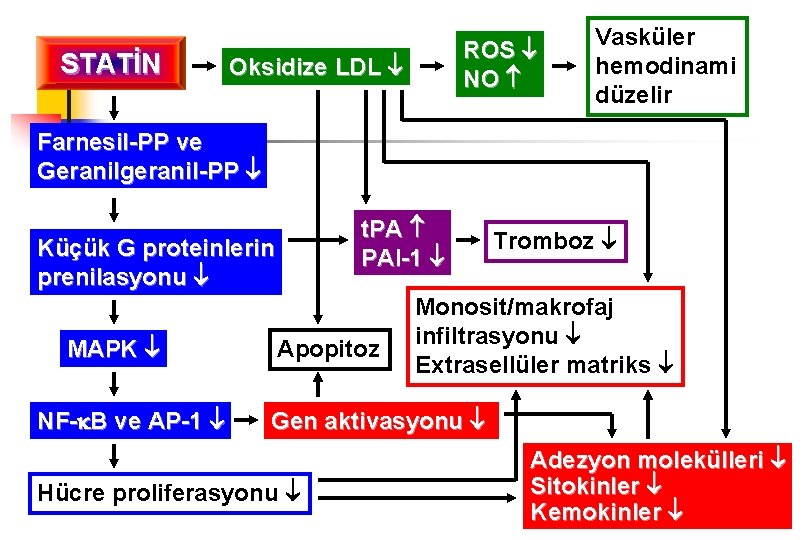 STATİN ROS NO Oksidize LDL Vasküler hemodinami düzelir Farnesil-PP ve Geranilgeranil-PP t. PA PAI-1