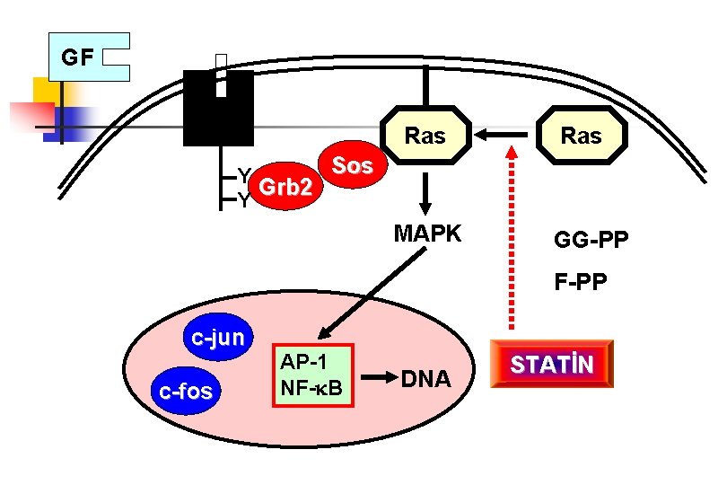 GF Ras Sos Y Grb 2 Y MAPK GG-PP F-PP c-jun c-fos AP-1 NF-