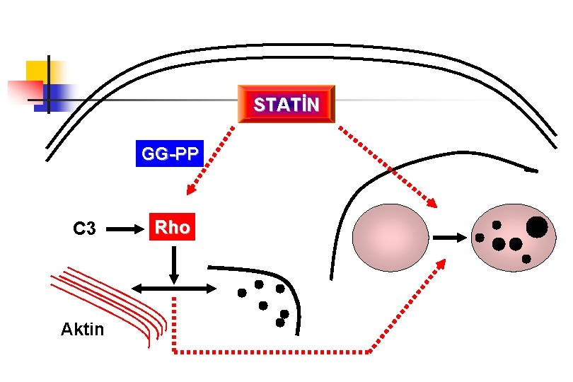 STATİN GG-PP C 3 Aktin Rho 