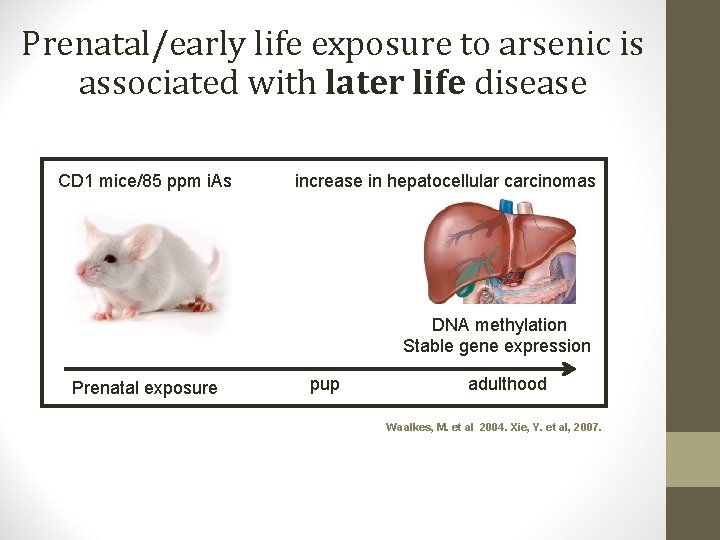 Prenatal/early life exposure to arsenic is associated with later life disease CD 1 mice/85 Prenatal/early life exposure to arsenic is associated with later life disease CD 1 mice/85