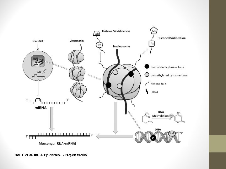 Hou L et al. Int. J. Epidemiol. 2012; 41: 79 -105 Hou L et al. Int. J. Epidemiol. 2012; 41: 79 -105