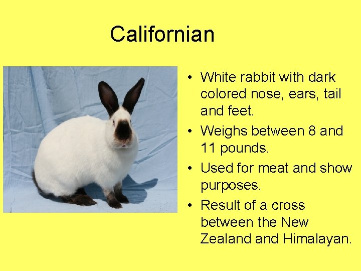 Californian • White rabbit with dark colored nose, ears, tail and feet. • Weighs