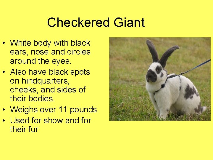 Checkered Giant • White body with black ears, nose and circles around the eyes.