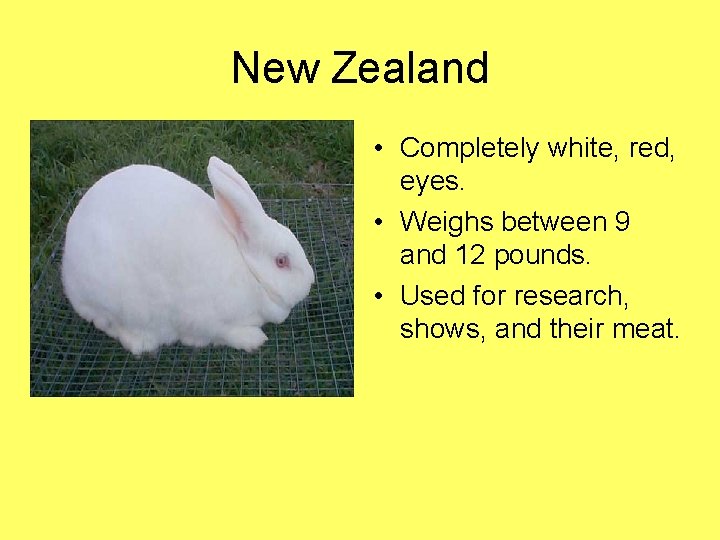 New Zealand • Completely white, red, eyes. • Weighs between 9 and 12 pounds.