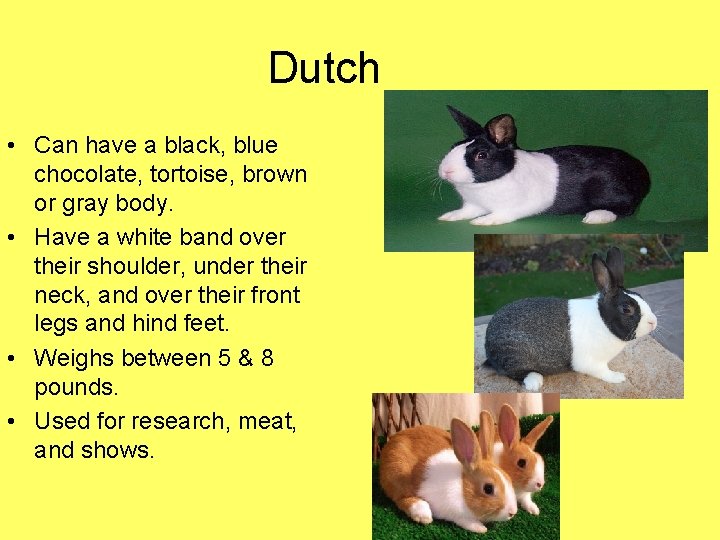 Dutch • Can have a black, blue chocolate, tortoise, brown or gray body. •
