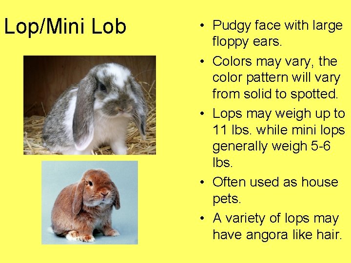 Lop/Mini Lob • Pudgy face with large floppy ears. • Colors may vary, the