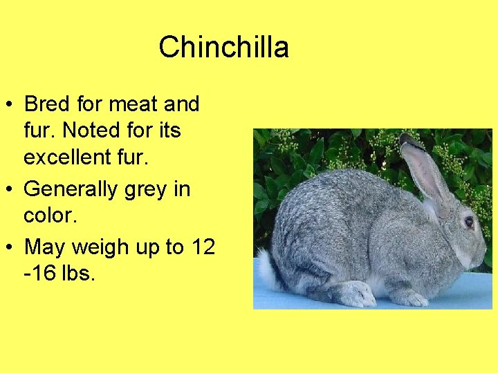 Chinchilla • Bred for meat and fur. Noted for its excellent fur. • Generally