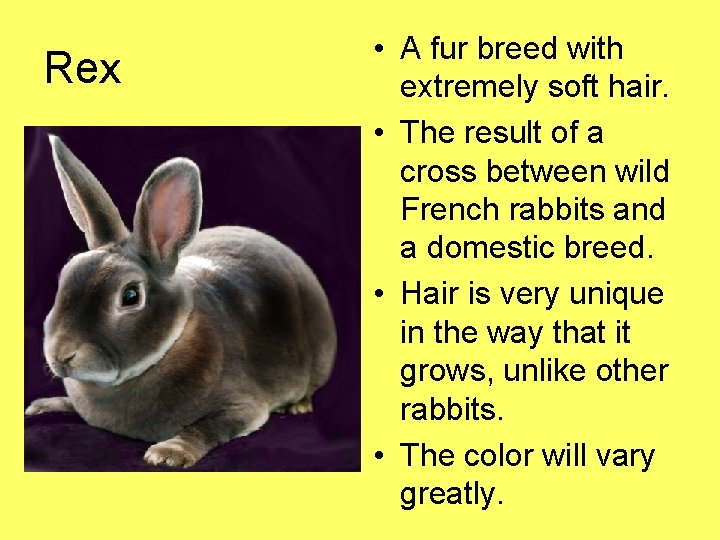 Rex • A fur breed with extremely soft hair. • The result of a