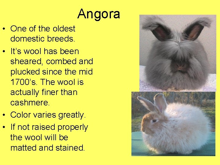 Angora • One of the oldest domestic breeds. • It’s wool has been sheared,