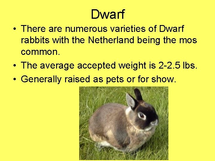 Dwarf • There are numerous varieties of Dwarf rabbits with the Netherland being the