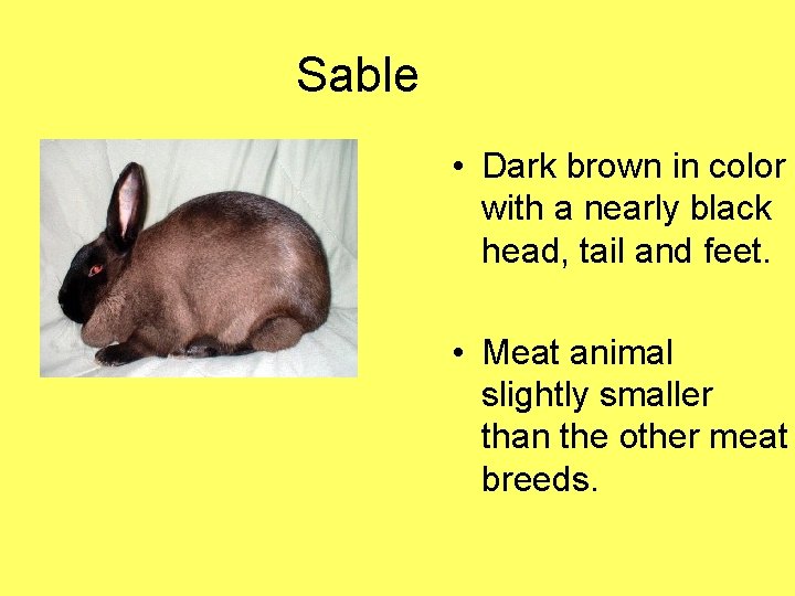 Sable • Dark brown in color with a nearly black head, tail and feet.
