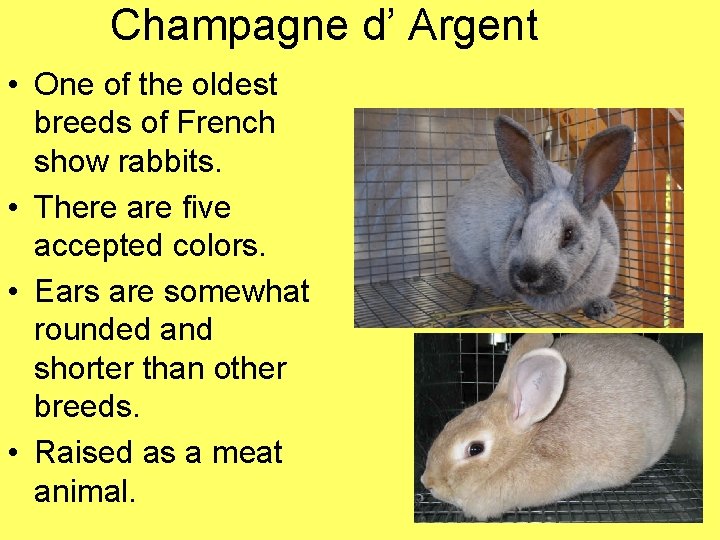 Champagne d’ Argent • One of the oldest breeds of French show rabbits. •