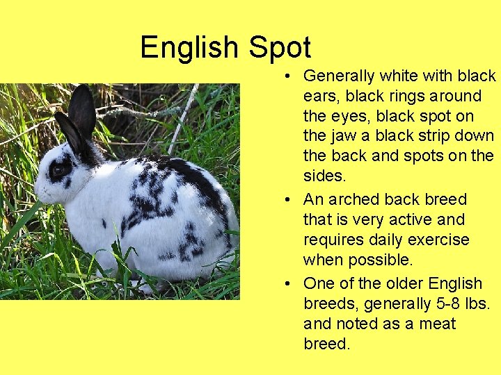 English Spot • Generally white with black ears, black rings around the eyes, black