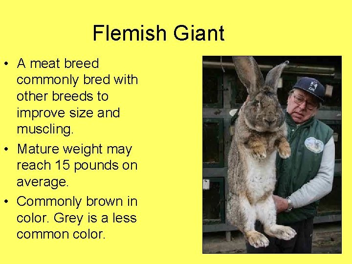 Flemish Giant • A meat breed commonly bred with other breeds to improve size