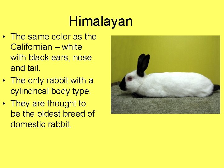 Himalayan • The same color as the Californian – white with black ears, nose