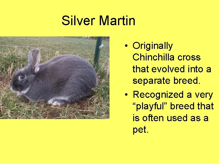 Silver Martin • Originally Chinchilla cross that evolved into a separate breed. • Recognized