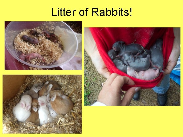 Litter of Rabbits! 