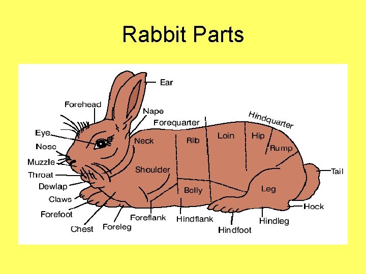 Rabbit Parts 