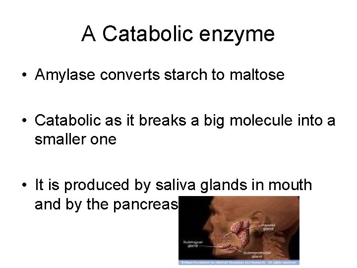 Enzymes Most reactions take place in a number