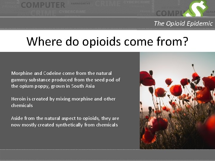 The Opioid Epidemic Where do opioids come from? Morphine and Codeine come from the