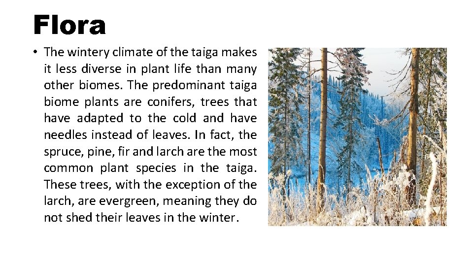 Flora • The wintery climate of the taiga makes it less diverse in plant