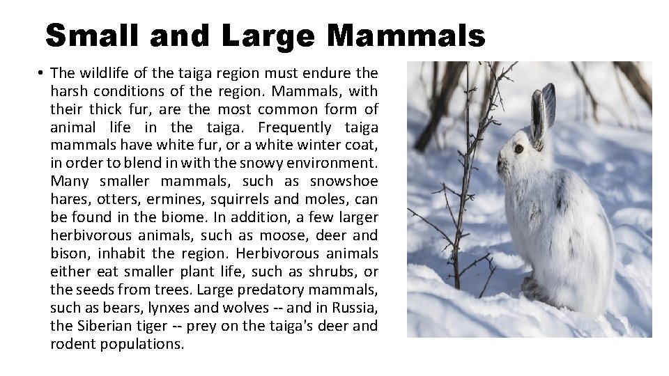 Small and Large Mammals • The wildlife of the taiga region must endure the