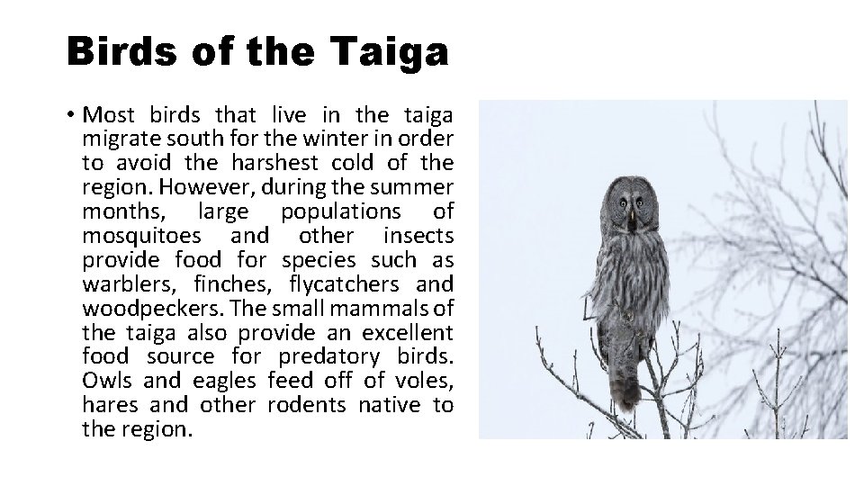 Birds of the Taiga • Most birds that live in the taiga migrate south