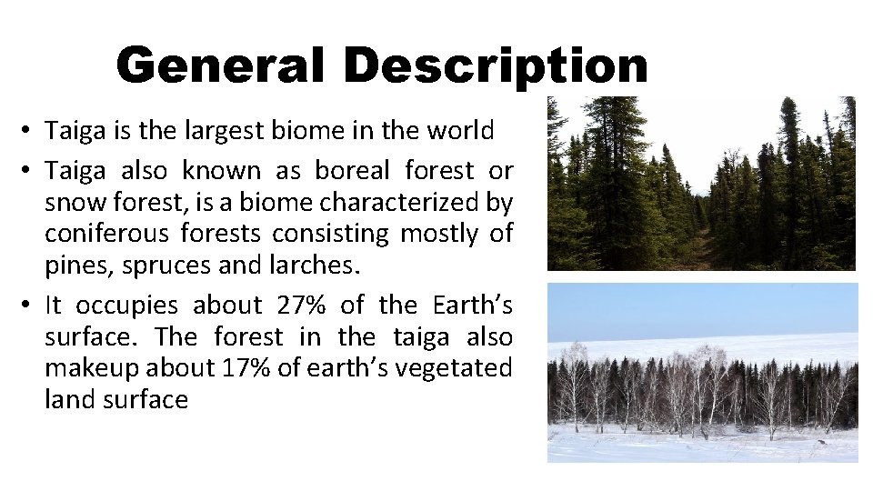 General Description • Taiga is the largest biome in the world • Taiga also