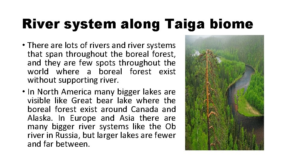 River system along Taiga biome • There are lots of rivers and river systems