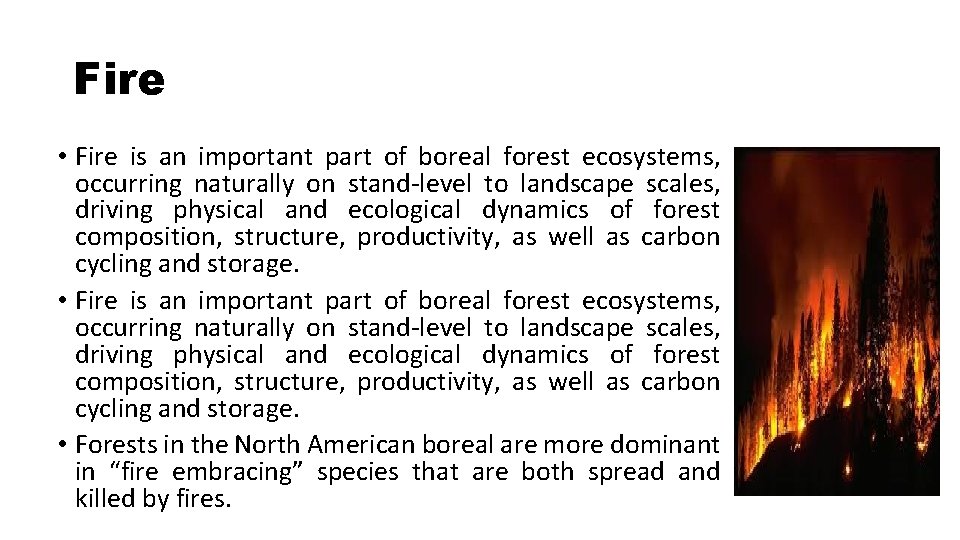 Fire • Fire is an important part of boreal forest ecosystems, occurring naturally on