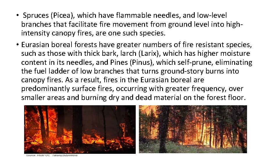 • Spruces (Picea), which have flammable needles, and low-level branches that facilitate fire