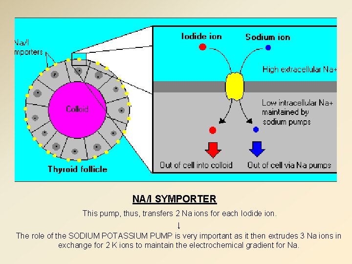 NA/I SYMPORTER This pump, thus, transfers 2 Na ions for each Iodide ion. ↓