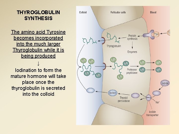 THYROGLOBULIN SYNTHESIS The amino acid Tyrosine becomes incorporated into the much larger Thyroglobulin while
