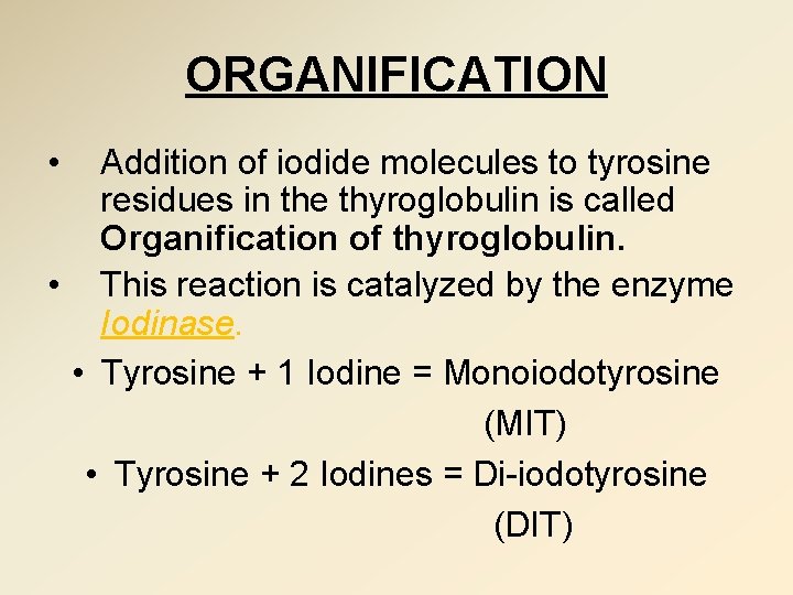 ORGANIFICATION • Addition of iodide molecules to tyrosine residues in the thyroglobulin is called
