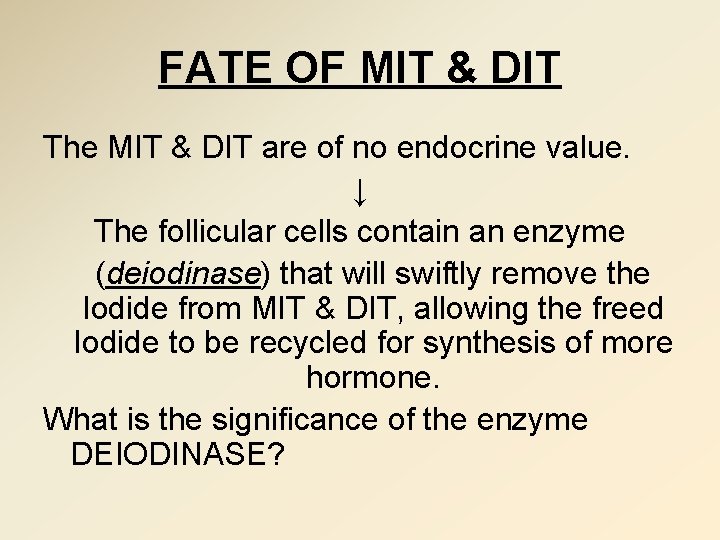 FATE OF MIT & DIT The MIT & DIT are of no endocrine value.