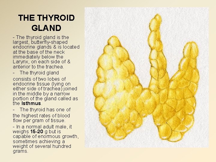 THE THYROID GLAND - The thyroid gland is the largest, butterfly-shaped endocrine glands &