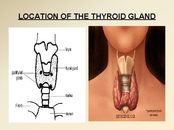 LOCATION OF THE THYROID GLAND 
