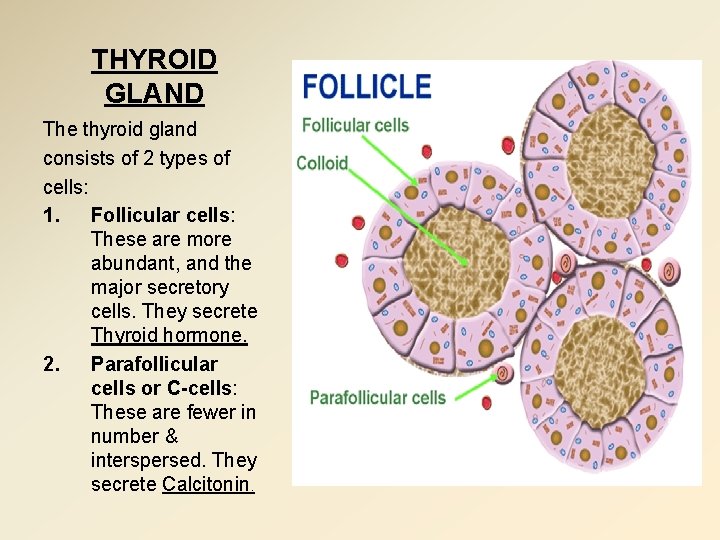 THYROID GLAND The thyroid gland consists of 2 types of cells: 1. Follicular cells: