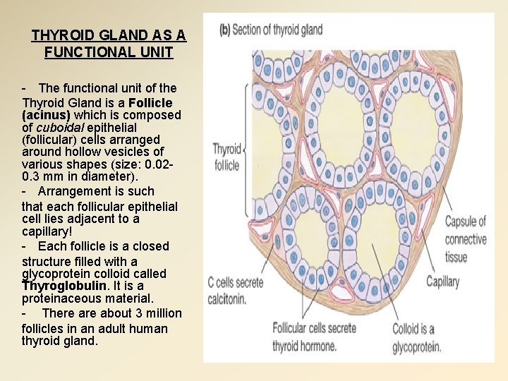 THYROID GLAND AS A FUNCTIONAL UNIT - The functional unit of the Thyroid Gland