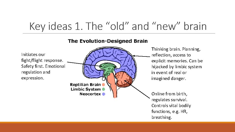 Key ideas 1. The “old” and “new” brain Initiates our fight/flight response. Safety first.