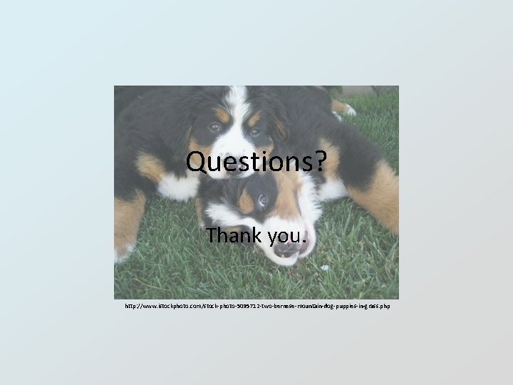 Questions? Thank you. http: //www. istockphoto. com/stock-photo-5095712 -two-bernese-mountain-dog-puppies-in-grass. php 