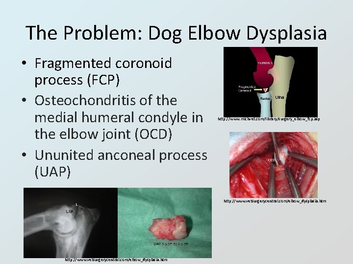 The Problem: Dog Elbow Dysplasia • Fragmented coronoid process (FCP) • Osteochondritis of the