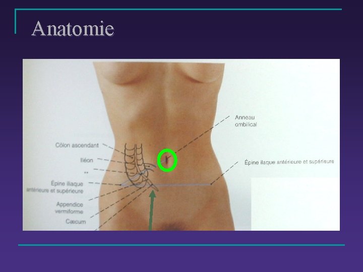 Anatomie 