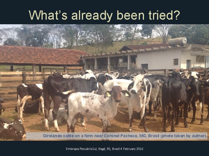 What’s already been tried? Girolando cattle on a farm near Coronel Pacheco, MG, Brasil