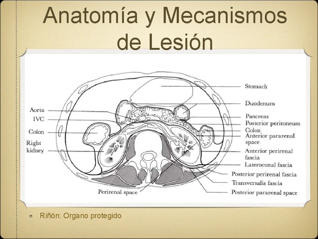 Anatomía y Mecanismos de Lesión Riñón: Organo protegido 