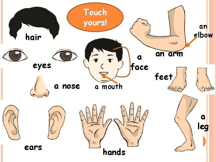 Touch yours! an elbow hair eyes a nose a mouth an arm a face