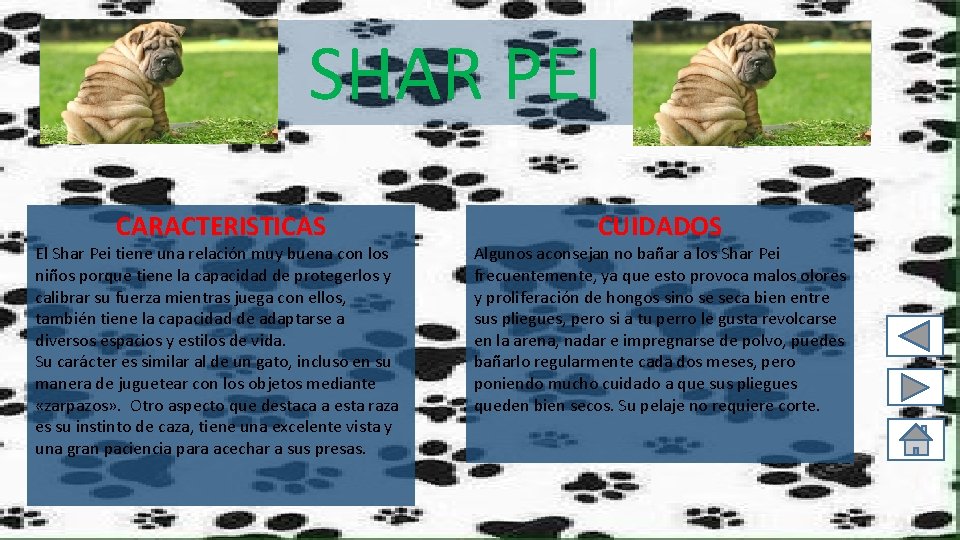 SHAR PEI CARACTERISTICAS El Shar Pei tiene una relación muy buena con los niños