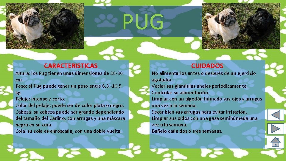 PUG CARACTERISTICAS Altura: los Pug tienen unas dimensiones de 30 -36 cm. Peso: el