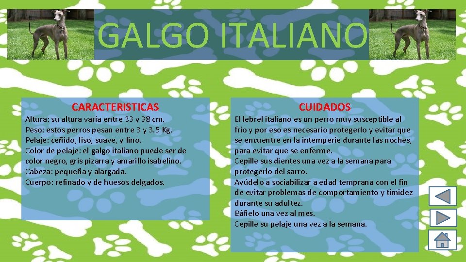 GALGO ITALIANO CARACTERISTICAS Altura: su altura varía entre 33 y 38 cm. Peso: estos